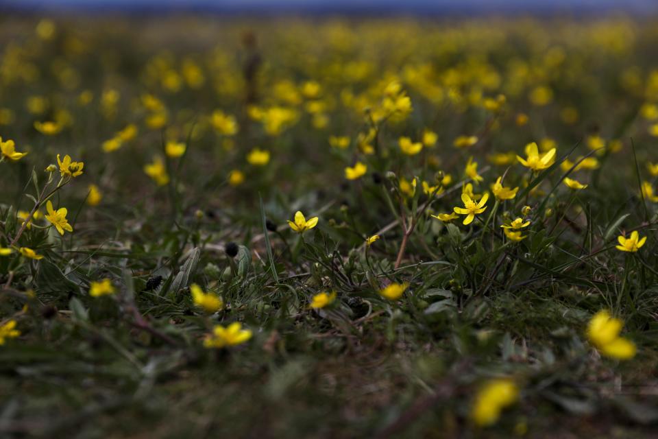 Wildflowers blooming along the Rich Guadagno Memorial Loop Trail at Baskett Slough.