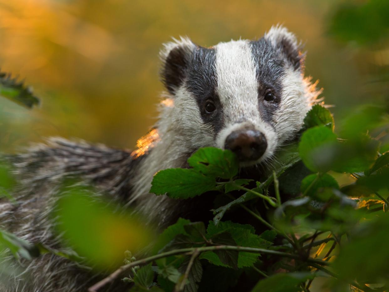 Scientists said if their findings from Gloucestershire were replicated in other areas it should prompt a rethink in how bovine TB is controlled: Getty