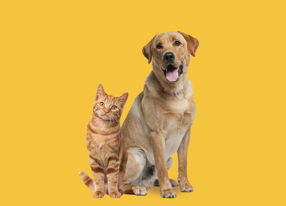 pet names Labrador retriever dog panting and ginger cat sitting in front of dark yellow background