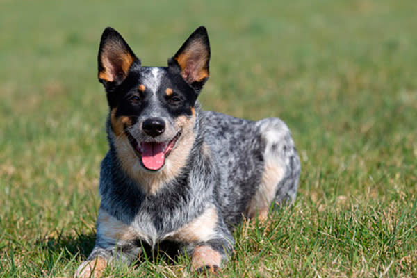 <p>Originalmente empleado como perro de pastoreo, es una raza extremadamente inteligente, activa y resistente. Es leal y protectora con sus dueños, pero desconfiada con los extraños. – Foto: Verena Scholze /Getty Images </p>