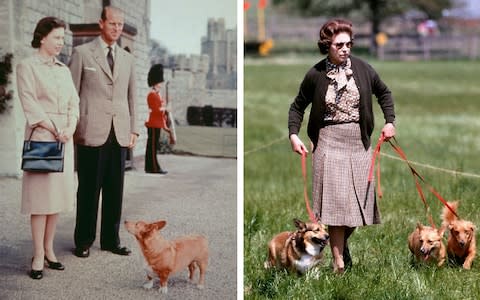 Queen Elizabeth II and Prince Philip (left) with one of their corgis at Windsor Castle pictured in 1959 and Her Majesty walking her dogs in 1980 (right) - Credit: PA/Getty