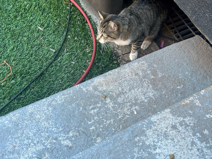 Cat living at Boone Pickens Stadium.