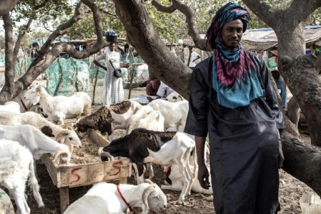 Eid-el-Kabir: Giant Sheep Sells For $3,600 In Senegal