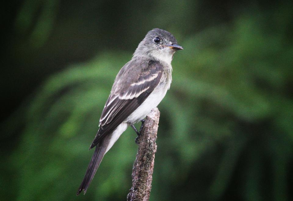 The flat triangular bill marks this bird as a flycatcher, and its wing bars set this Eastern Wood-pewee apart from the similar Eastern Phoebe, also a relatively plain gray flycatcher but lacking wing bars.