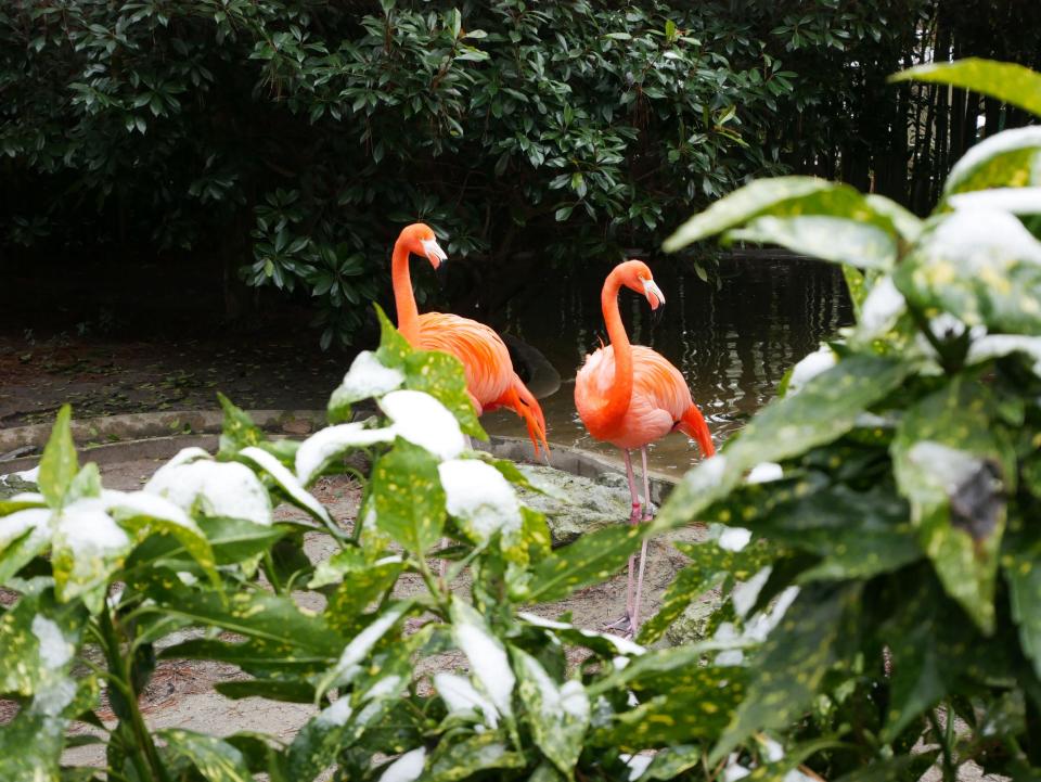 Flamingos at the Salisbury Zoo enjoy the snow Dec. 10, 2018.