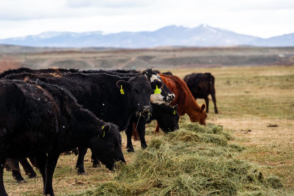Cattle graze on hay as snow falls on Conway Farrell's ranch outside Kremmling in Grand County on April 28.