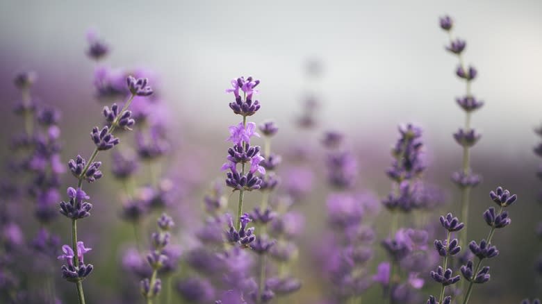 fresh lavender flowers