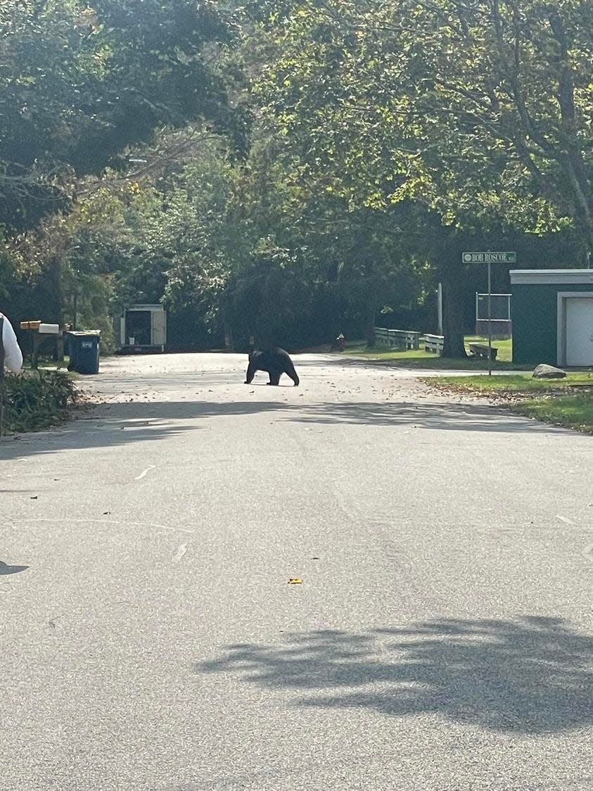 A black bear was spotted wandering behind the Gordon W. Mitchell Middle School in East Bridgewater on Wednesday.