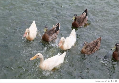 [台南] 四草綠色隧道必吃美食：【椰庭景觀餐廳】一處充滿生命與大自然的生態綠地，手作粉圓湯圓冰、虱目魚餐超好吃！