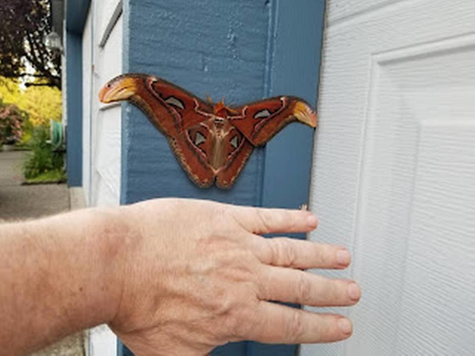 Atlas moth compared to a man’s hand
