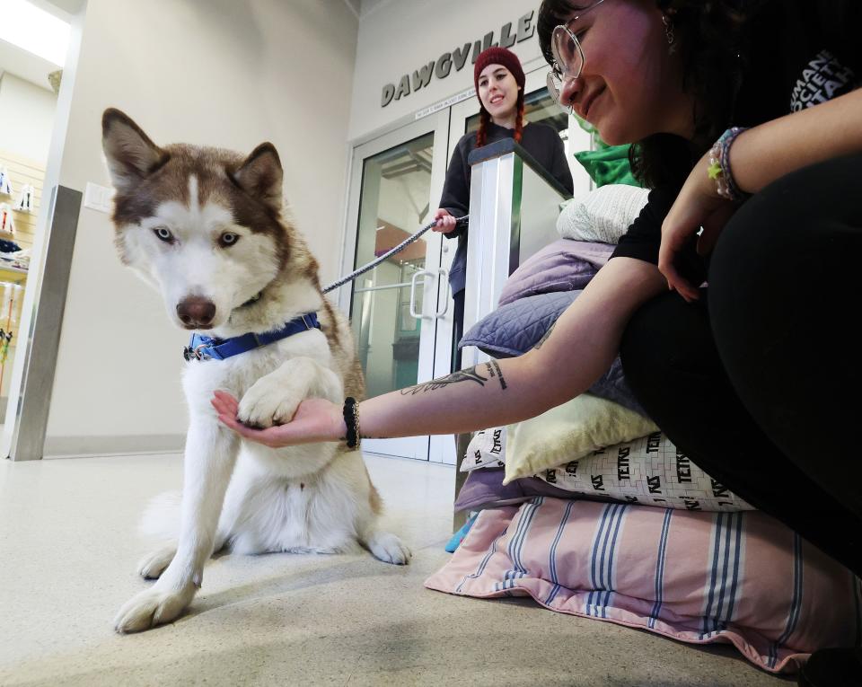 Humane Society of Utah social media coordinator Maddie Cushing and Savannah Forbush play with Domingo at the shelter in Murray on Tuesday, Jan. 23, 2024. Officials say pets are being abandoned at a high rate in Utah. | Jeffrey D. Allred, Deseret News