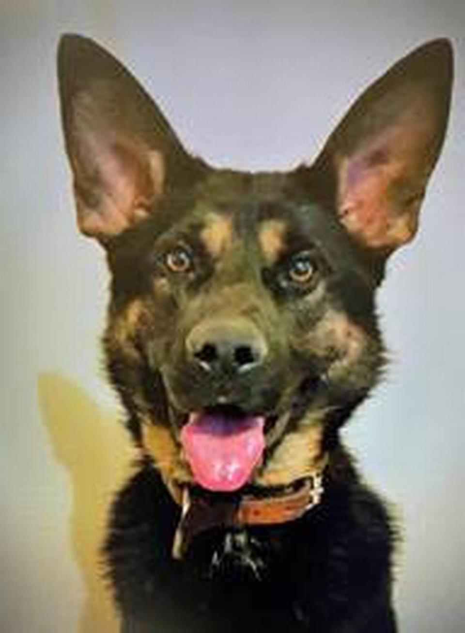 Carlos is the a specially trained firearm detecting dog now patrolling Columbiana Centre.