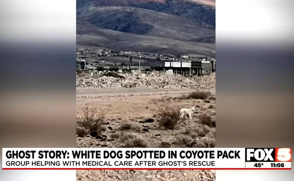 White dog spotted living with coyote pack in Henderson