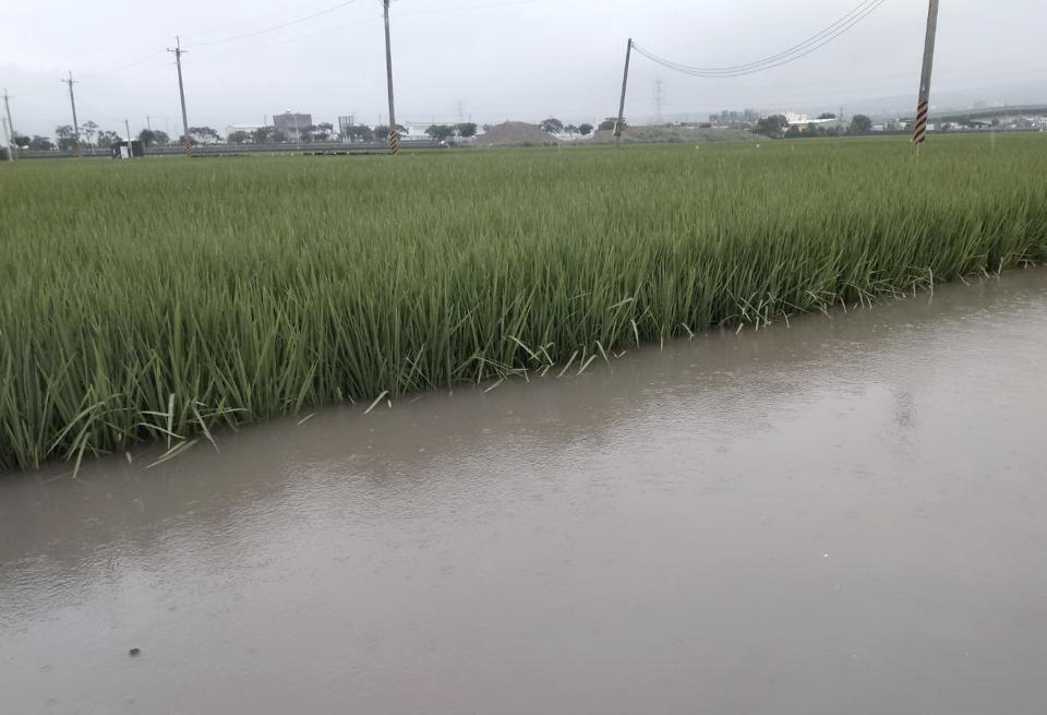 台中海線地區許多農田淹水，農民無奈與感嘆一期水稻作正在結穗開花，擔憂影響稻作的收成。（記者陳金龍攝）