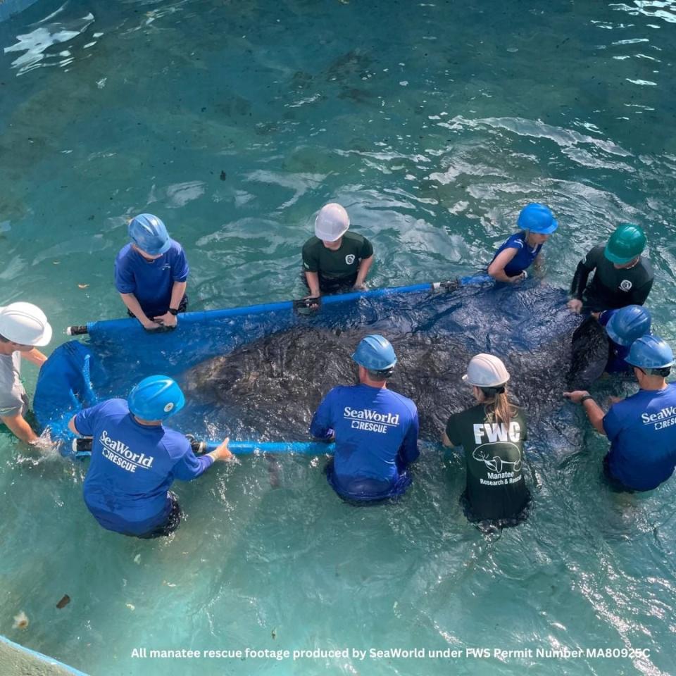 Clarity the manatee moved from Miami Seaquarium to SeaWorld Orlando.