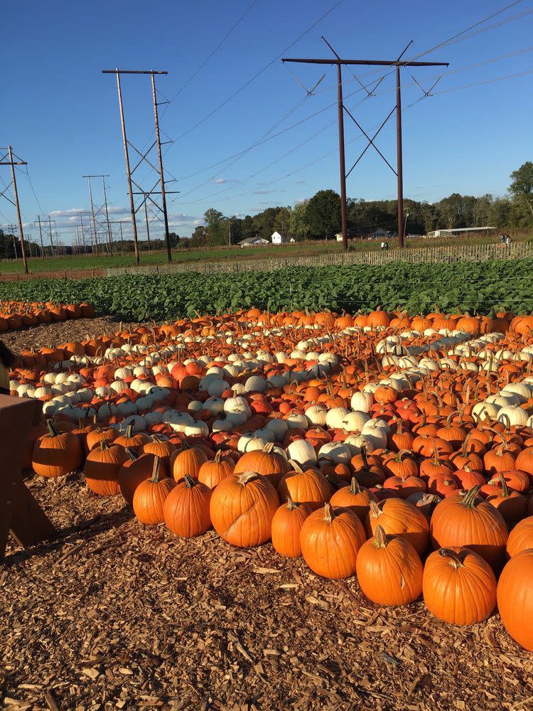 Happy Day Farm Manalapan Township, New Jersey