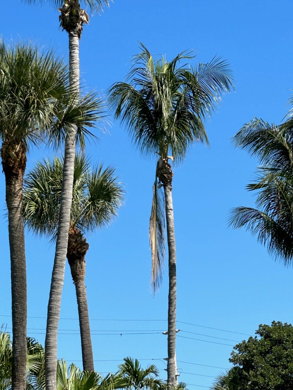 Feather duster pruning, as seen here, is very damaging to palms.