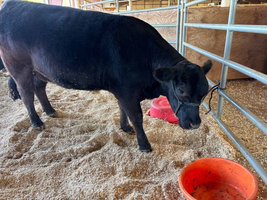 A cow in a pen at the 48th annual Smith County Junior Livestock Show.