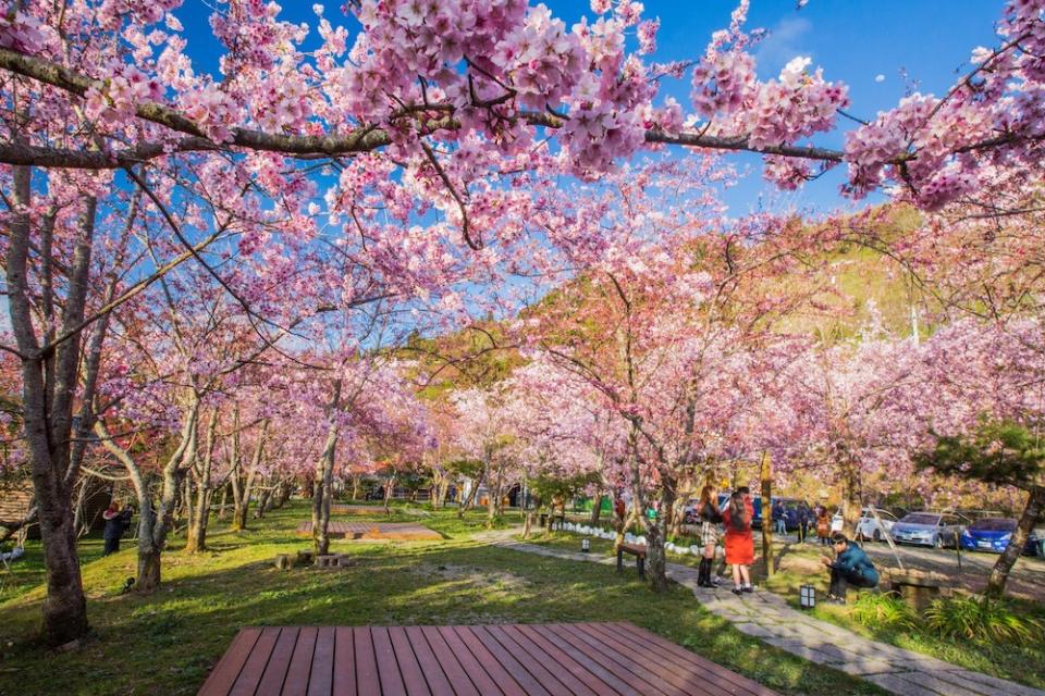 北橫櫻花季(圖片來源：來企桃。樂陶陶FB)