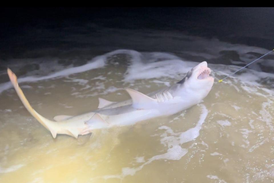 Dustin Smith's New Smyrna Shark Hunters beached (and released) this strapping sand tiger shark this past week.