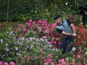 Northern Ireland's Rory McIlroy hits from the azaleas on the 13th hole during the second round of the Masters golf tournament at the Augusta National Golf Club in Augusta, Georgia April 11, 2014. REUTERS/Mike Blake (UNITED STATES - Tags: SPORT GOLF)