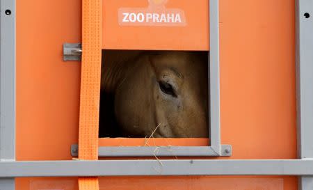 A Przewalski's horse peers out of a container on the way to Takhin Tal National Park, part of the Gobi B Strictly Protected Area, in south-west Mongolia, June 20, 2017. REUTERS/David W Cerny