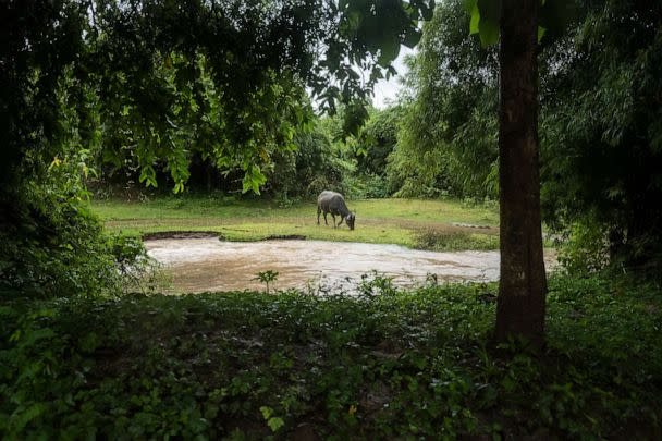 PHOTO: A buffalo is seen grazing on grass by a muddy stream that runs into the Mekong River, Aug. 20, 2022, in Si Phan Don, Laos. (Sirachai Arunrugstichai/Getty Images)