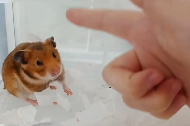 Adorable hamster gets 'shot' and pretends to be dead