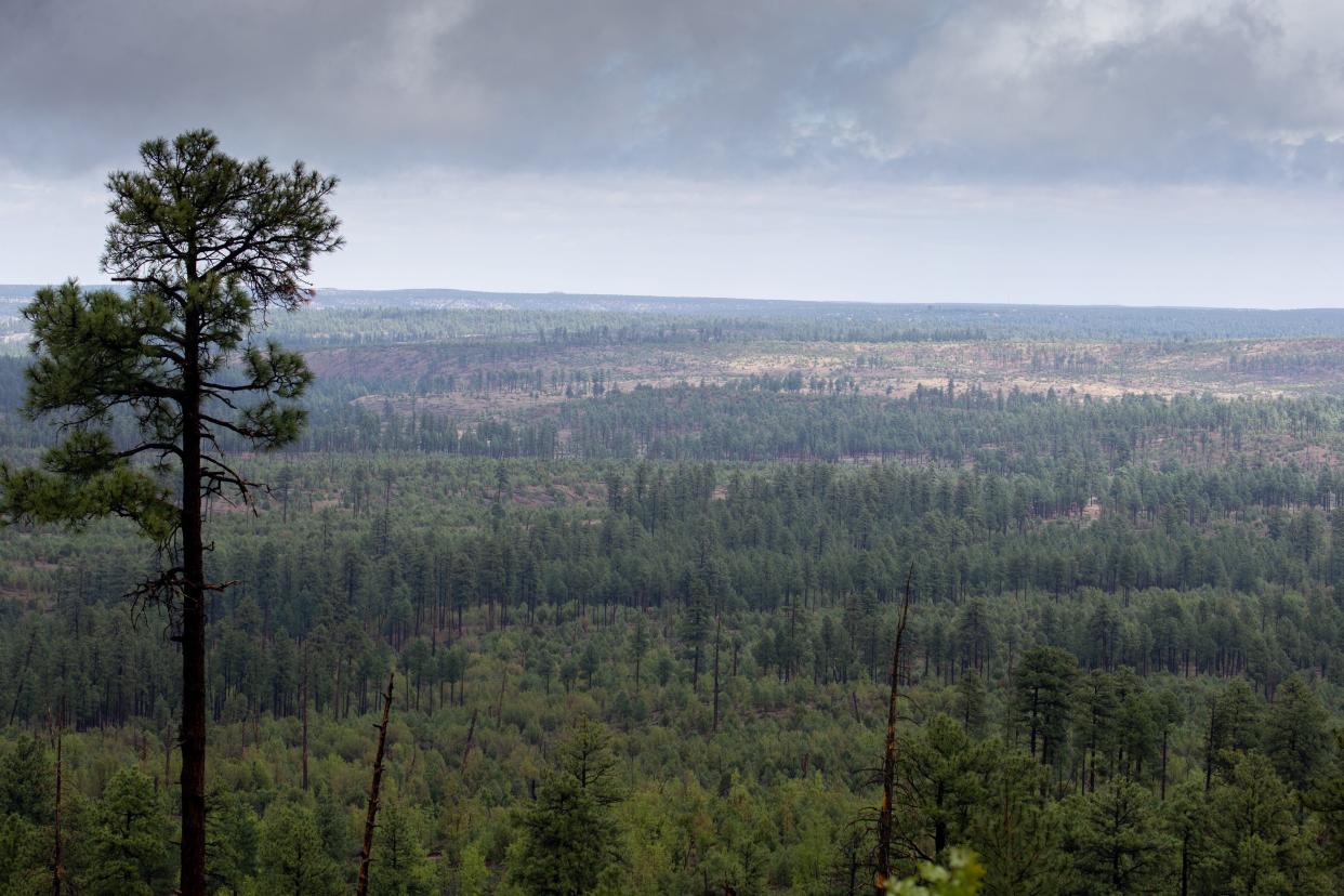 The Rodeo-Chediski Fire scar, May 21, 2021, in the Sitgreaves National Forest near Overgaard, Arizona.