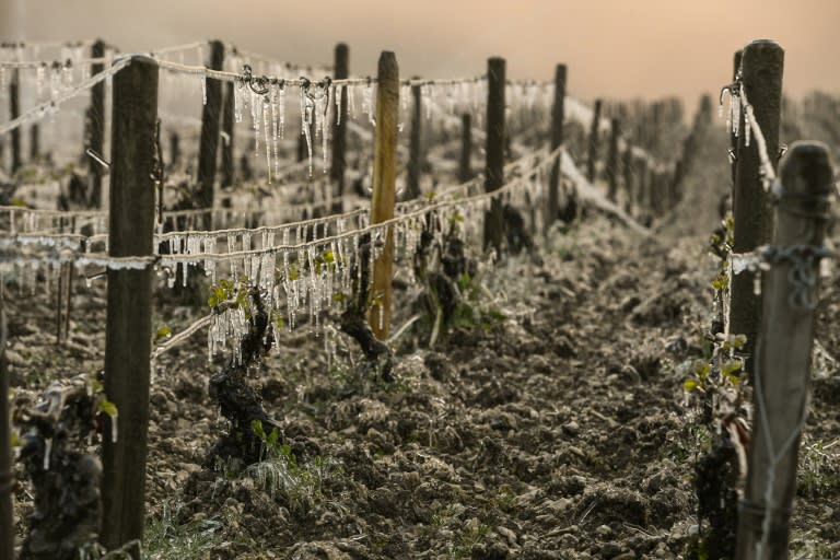 A Chablis vineyard hit by an April freeze near Auxerre, northern France, shows the damage to the grape harvest caused by this year's weather conditions