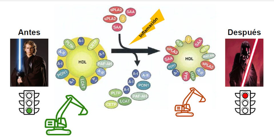 El efecto de la inflamación en el HDL y su paso al lado oscuro. Modificado de Ansell et al., 2005