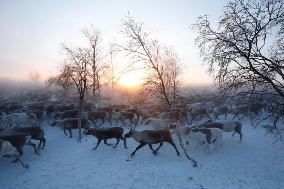 Pastoreo de renos en la remota región ártica de Rusia