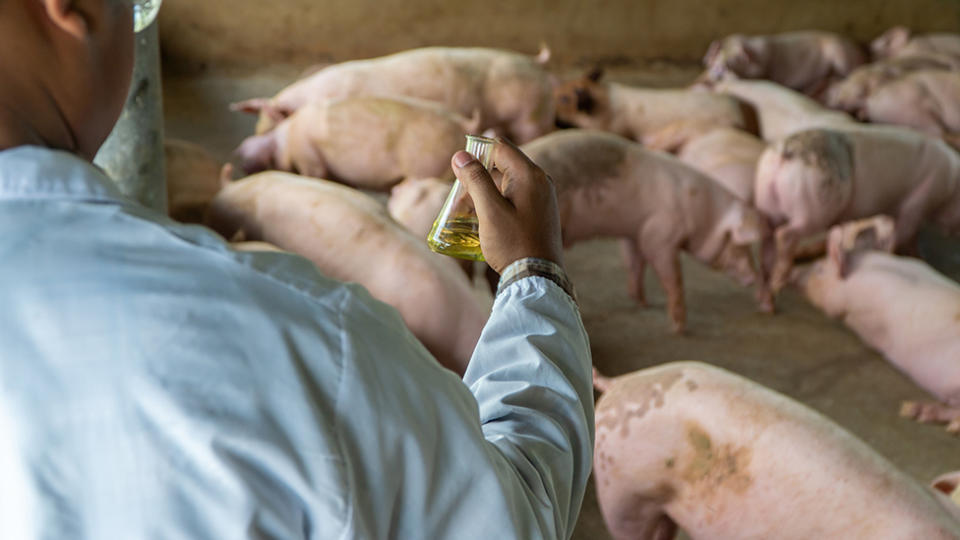 Um profissional de saúde segura um frasco na frente de alguns porcos
