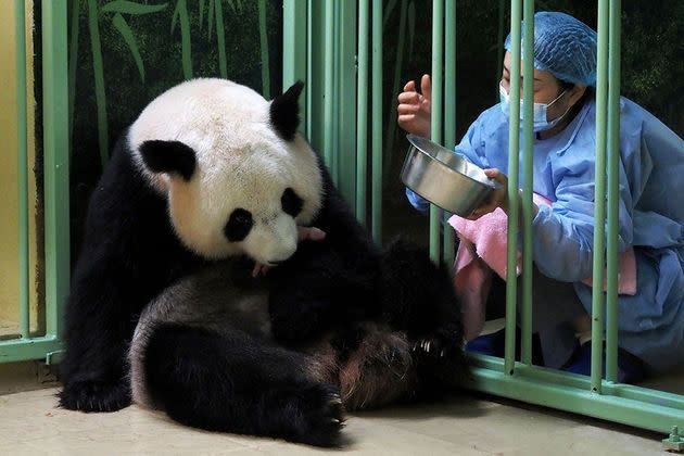 Une soigneuse chinoise tente de saisir l'un des bébés de Huan Huan, lundi, après la naissance des jumeaux.