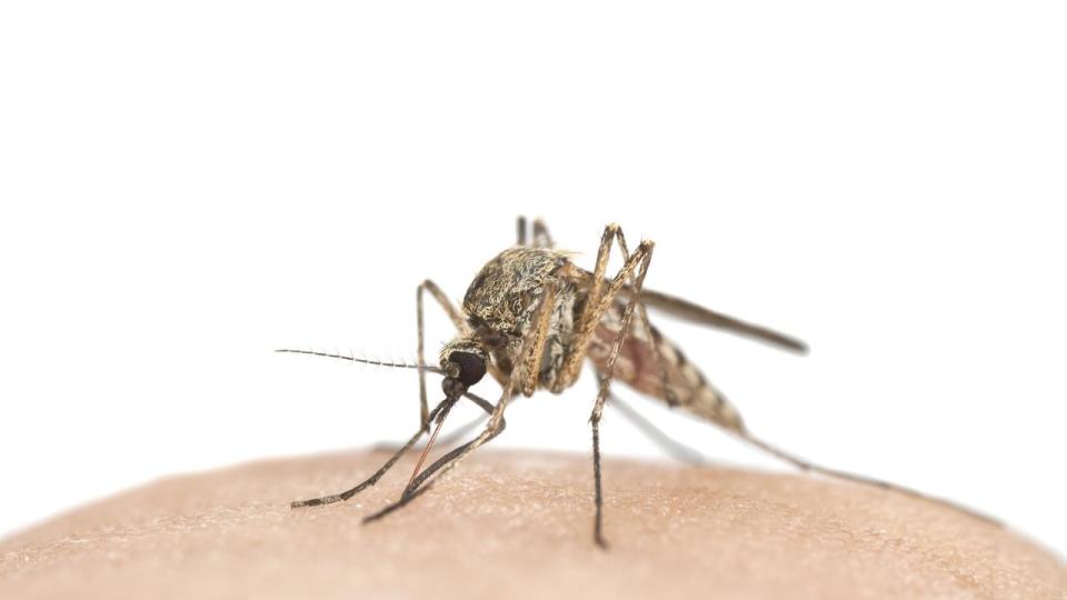 A mosquito-borne virus has been detected in NSW in December. Picture: Stock