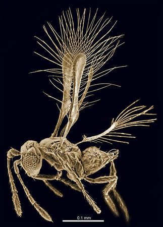 A female Tinkerbell Fairyfly (Tinkerbella nana) is shown in this undated handout photo provided by the International Institute of Species Exploration and the State University of New York (SUNY) College of Environmental Science and Forestry on May 21, 2014. REUTERS/SUNY College of Environmental Science and Forestry/Handout via Reuters