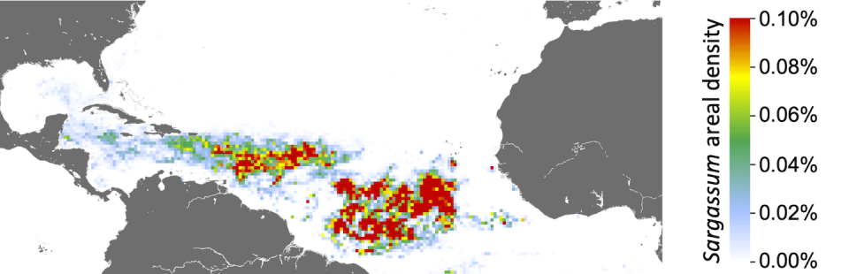 Satellite image of sargassum concentrations in the Atlantic during the month of March. USF/NOAA, <a href="http://creativecommons.org/licenses/by-nd/4.0/" rel="nofollow noopener" target="_blank" data-ylk="slk:CC BY-ND;elm:context_link;itc:0;sec:content-canvas" class="link ">CC BY-ND</a>