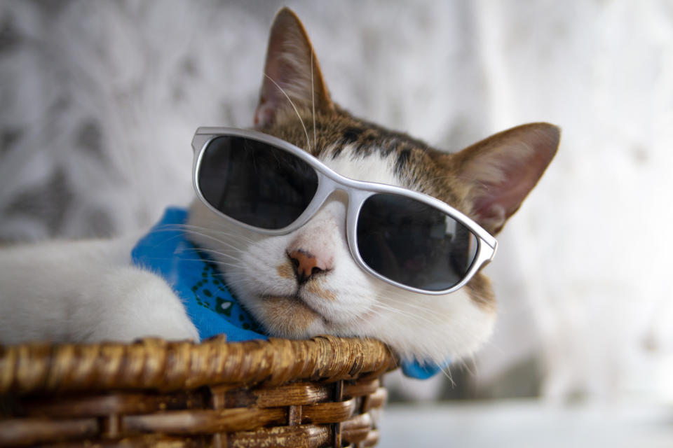 Un gato se dejó ver en plena pasarela. Foto: MamiGibbs / Getty Images