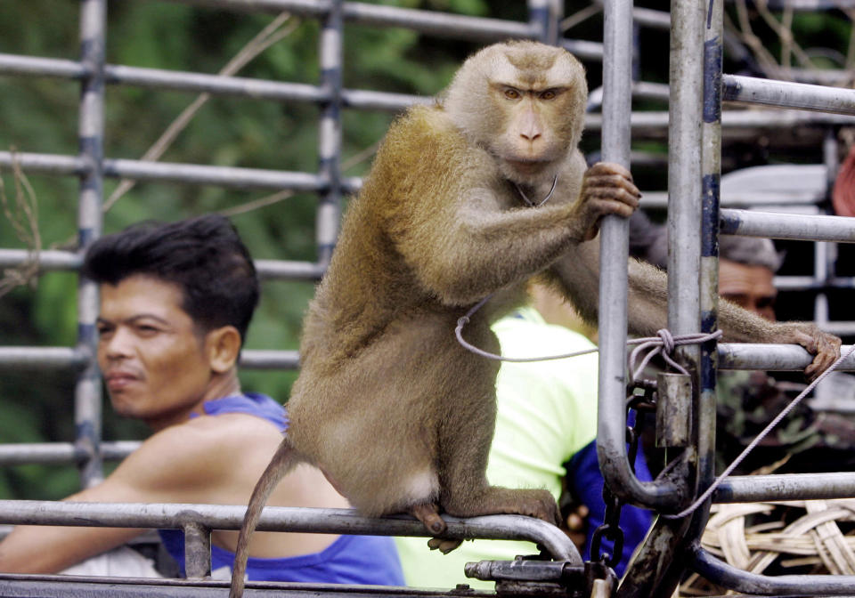 FILE - In this Friday, Nov. 3, 2006. file photo, a working monkey rides on the back of a pickup truck with its owner and other workers to collect coconuts on a plantation in Chumphon province, southern Thailand. Thailand's coconut-picking monkeys, long a popular tourist attraction, have become a sensitive trade issue as British activists claim the animals are abused and push for a boycott of the nation's coconut products. (AP Photo/Apichart Weerawong)