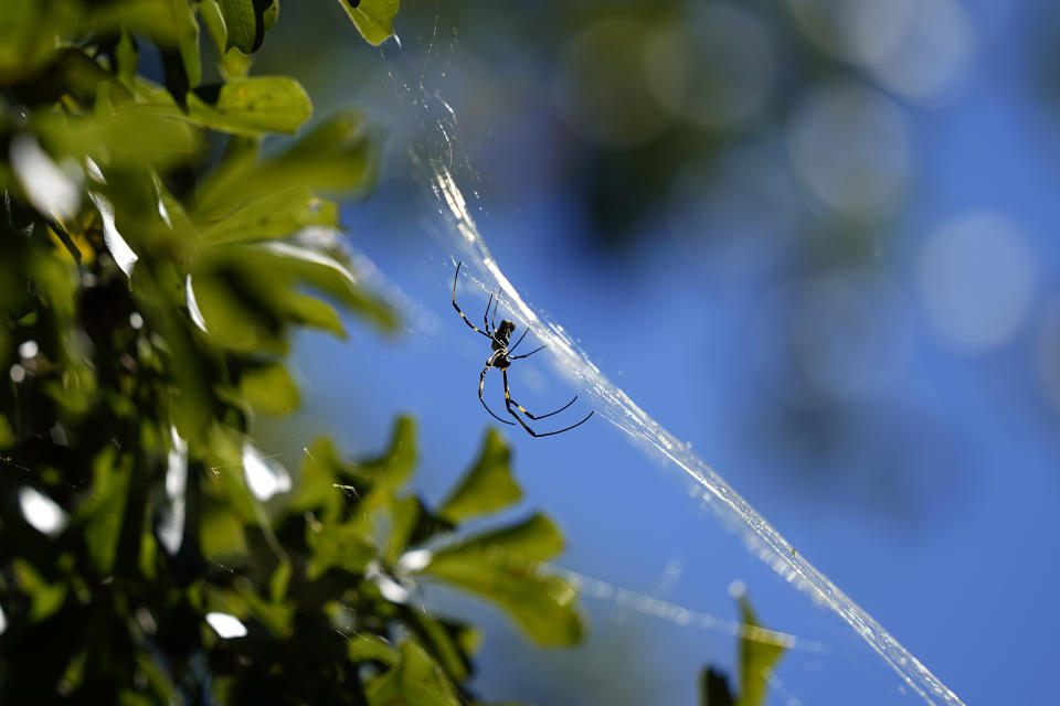 FILE - A Joro spider makes a web, Sept. 27, 2022, in Atlanta. Populations of the species have been growing in parts of the South and East Coast for years now, and many researchers think it's only a matter of time before they spread to much of the continental U.S. (AP Photo/Brynn Anderson, File)