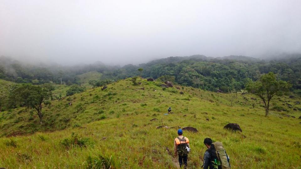 Vietnamese coastal forest