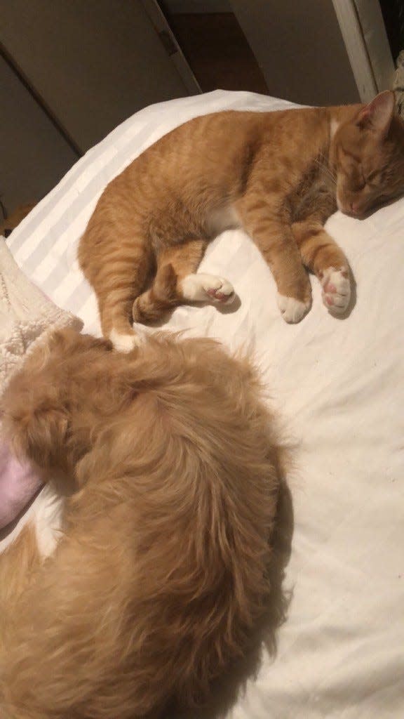 Unlikely best friends, Cub and Pumpkin are usually inseparable. Both animals were missing after the tornadoes hit Western Kentucky in mid-December, and both pets found their way back to their owner, Marissa Ortega.