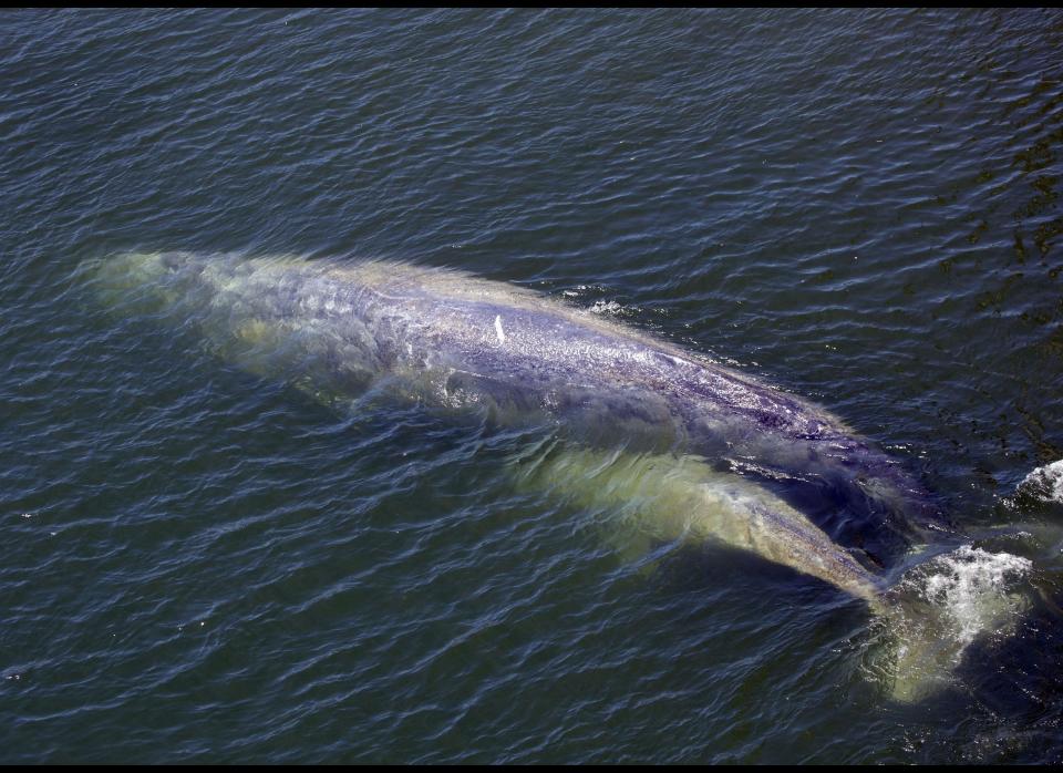 In this photo taken July 21, 2011, a baby gray whale is seen with its mother in the Klamath River in Klamath, Calif.