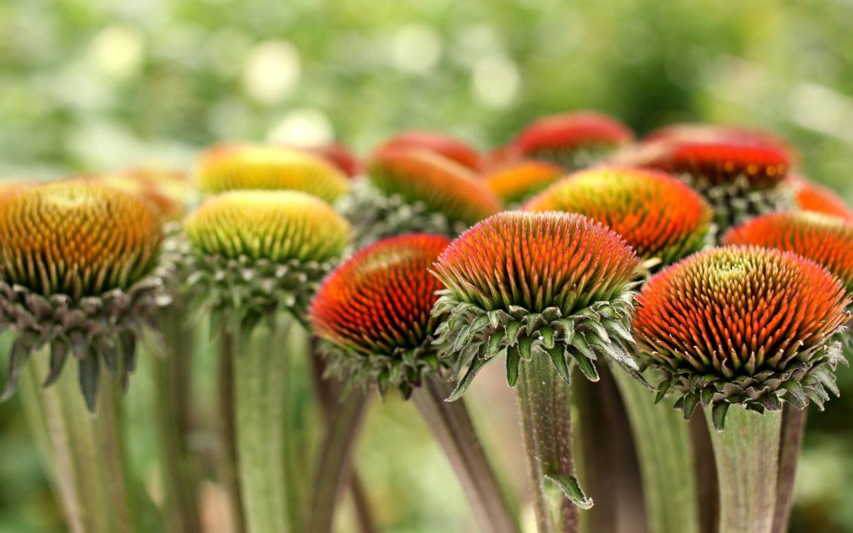 Echinacea growing in a greenhouse - Clara Molden