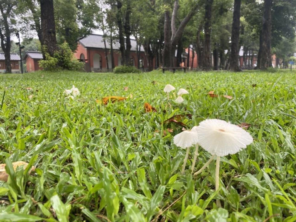 山上花園水道博物館園區內菇蕈多多，生氣盎然。（記者張淑娟攝）