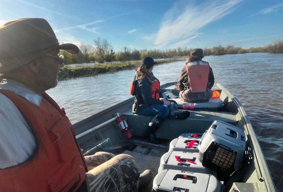 Biologists rescued flood stranded brush rabbits by hand from flood waters and released them on high ground at the San Joaquin River National Wildlife Refuge earlier this year.