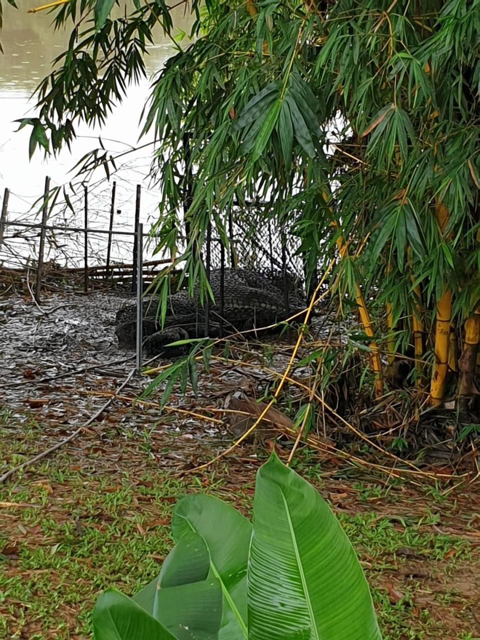 The large crocodile seen wrapped in netting and caught in the trap Photo from the Queensland Department of Environment, Science and Innovation