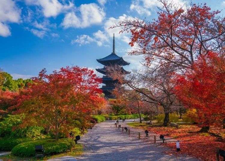 Toji Temple: Exploring Around the Famous Kyoto Pagoda in Autumn!