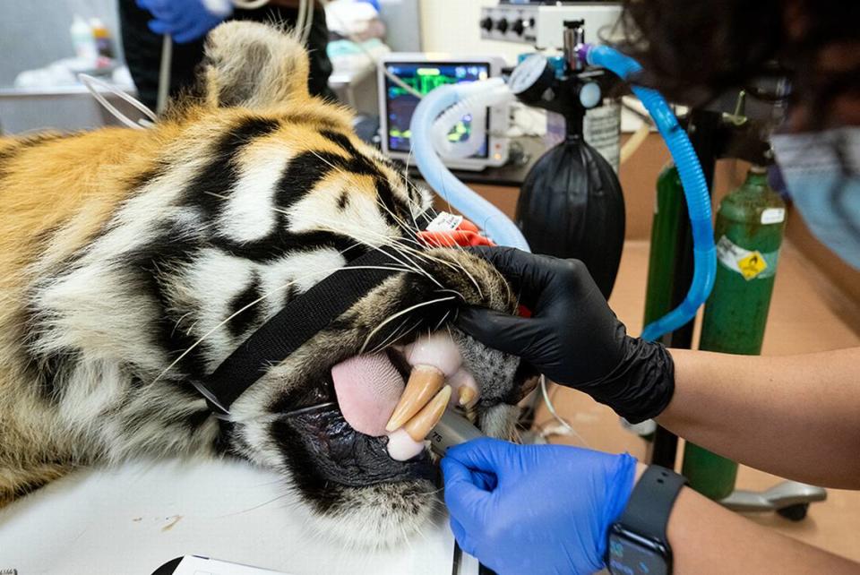 Berani, an over 15-year-old Sumatran tiger at Zoo Miami, is seriously ill and is undergoing a host of tests for several health issues.