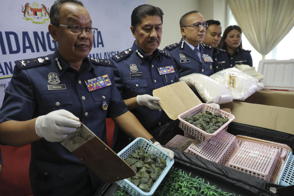 Customs officials display seized turtles after a press conference at the customs office Wednesday, June 26, 2019, in Sepang, Malaysia. Two Indian citizens were arrested due to smuggling attempt into the country on a flight from Guangzhou, China with thirty-two small boxes packed with 5,225 red-eared slider turtles. (AP Photo/Vincent Thian)